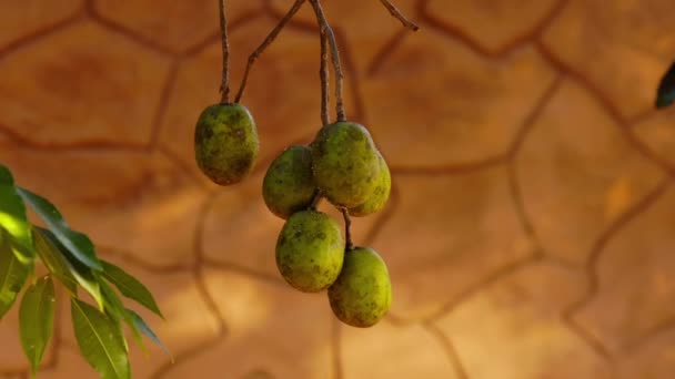 Spondias Nemhez Tartozó Mombins Tree Gyümölcs — Stock videók