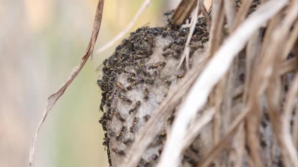 Nest Van Langwerpige Honingwespen Van Het Subgeslacht Myrapetra — Stockvideo