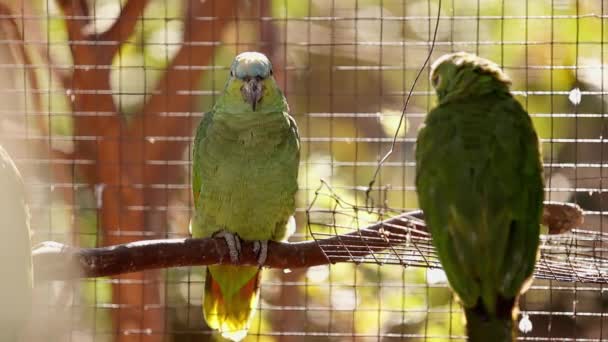 Dospělý Tyrkysový Papoušek Druhu Amazona Aestiva Zachráněný Zotavením Pro Volný — Stock video