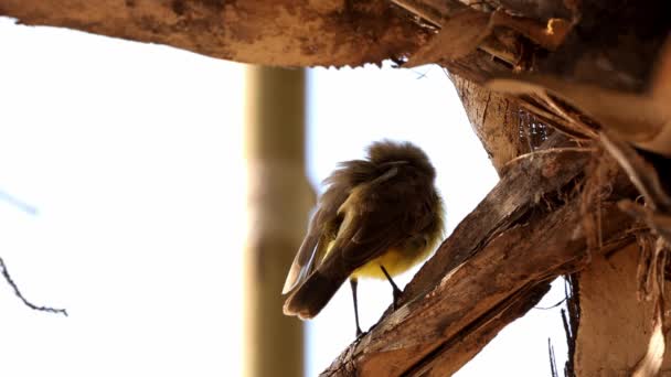 Bovinos Adultos Tyrant Bird Espécie Machetornis Rixosa — Vídeo de Stock