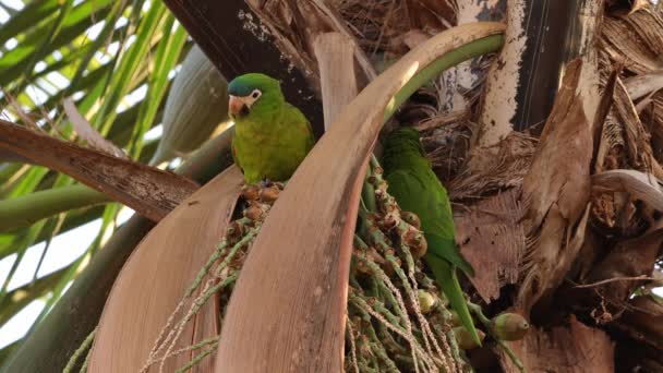 Macaw Gatunku Diopsittaca Nobilis Czerwonymi Ramionami — Wideo stockowe