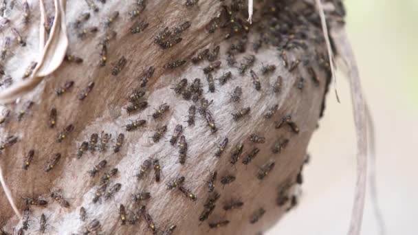 稻草亚属长期免收蜜囊的巢穴 — 图库视频影像