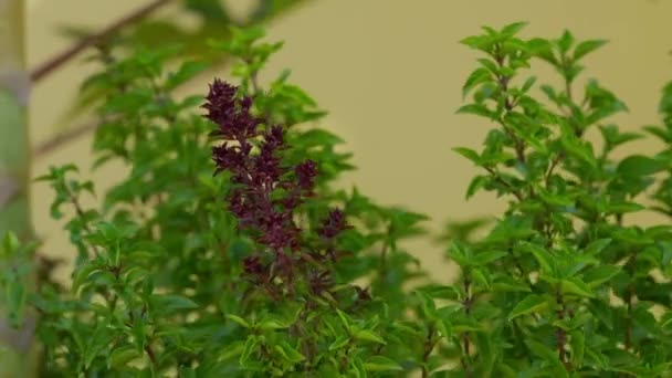 Sweet Basil Plant Species Ocimum Basilicum — 비디오