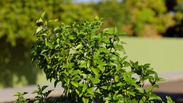 Sweet Basil Plant Species Ocimum Basilicum — Vídeos de Stock