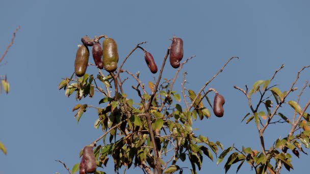 ヒメナエアコートバリル種の果実とシンクトゥーツリー — ストック動画