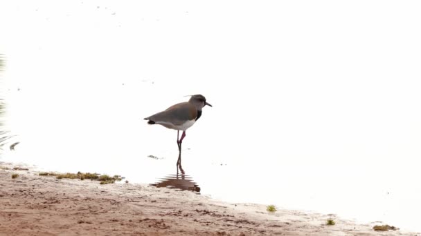 Ausgewachsene Kiebitze Der Art Vanellus Chilensis — Stockvideo