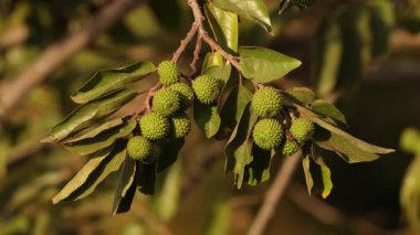 Guazuma ulmifolia türünün Batı Hindistan Elm Bitkisi