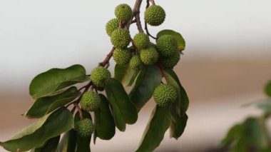 Guazuma ulmifolia türünün Batı Hindistan Elm Bitkisi