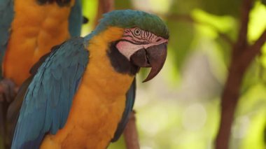 Yetişkin Mavi-Sarı Macaw