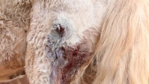 Close Tratando Uma Ferida Perna Cavalo Idosos Com Cuidados Veterinários — Vídeo de Stock