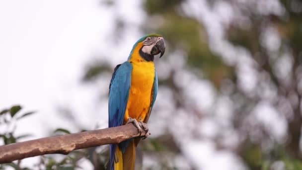 Adulto Azul Amarelo Macaw — Vídeo de Stock