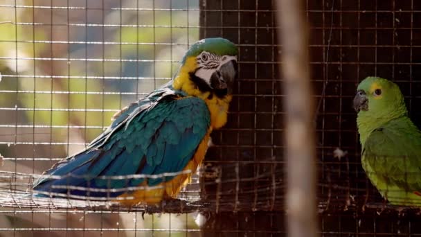 Dospělý Modro Žluté Macaw Zachráněn Zotavení Pro Volný Znovuzavedení — Stock video
