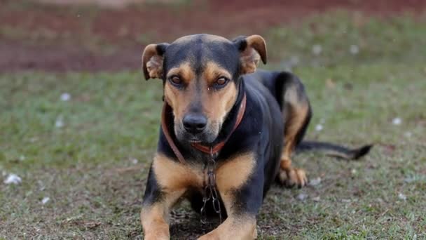 Close Rosto Cão Preto Animal Fazenda — Vídeo de Stock