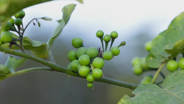 Plante Fleurs Espèce Solanum Torvum Communément Appelé Jurubeba Une Nuance — Video