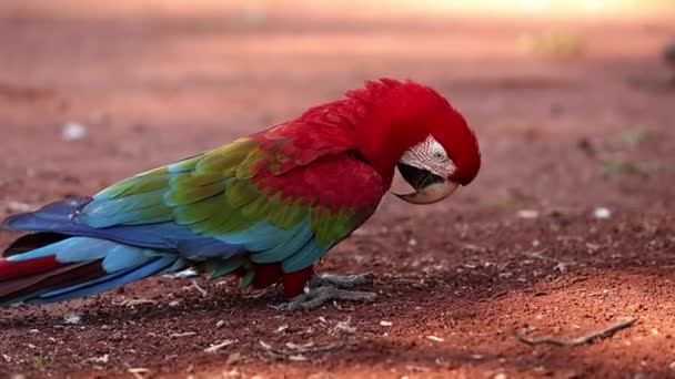 Adult Red Green Macaw Species Ara Chloropterus — Stock Video