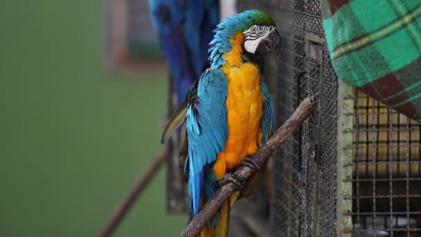 Дорослий Синьо Жовтий Macaw — стокове відео