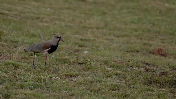 Ausgewachsene Kiebitze Der Art Vanellus Chilensis — Stockvideo