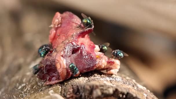 Slow Motion Close Calliphoridae Flies Landing Raw Meat — Stock Video