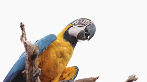 Guacamayo Azul Amarillo Adulto — Vídeos de Stock