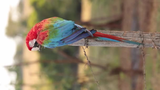 Vertikal Video Vuxen Röd Och Grön Macaw Arten Ara Chloropterus — Stockvideo