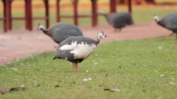 Close Guinea Fowl Farm Animals — Stock Video