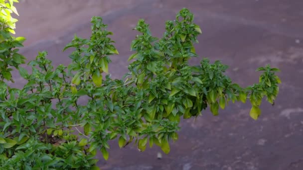 Sweet Basil Plant Species Ocimum Basilicum — Vídeo de Stock