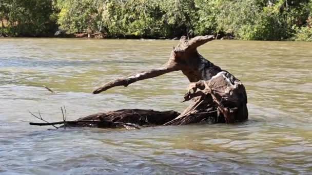 Movimento Lento Água Fluindo Torno Fragmento Registro Árvore — Vídeo de Stock