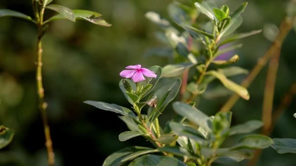 Rosa Madagascar Periwinkle Flor Especie Catharanthus Roseus Con Enfoque Selectivo — Vídeos de Stock