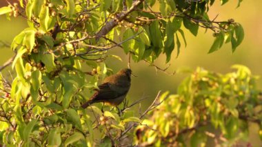 Palm Tanager Bird of the species Thraupis palmarum