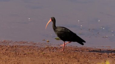 Hayvan Bare, Ibis türü Phimosus infuscatus ile karşı karşıya geldi.