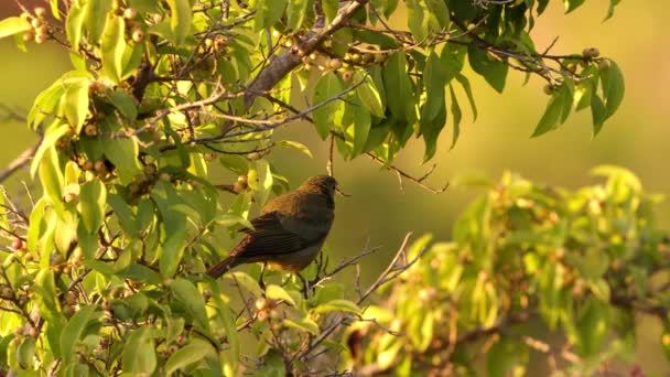 Palm Tanager Bird Species Thraupis Palmarum — Video