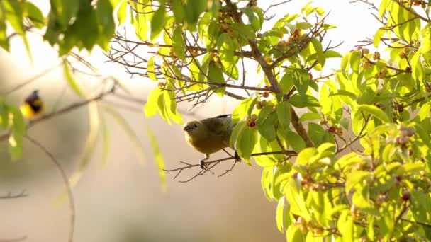 種のパーム タンガー鳥 Thraupis Palmarum — ストック動画