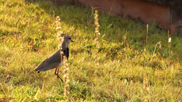 Взрослая Птица Саранча Вида Vanellus Chilensis — стоковое видео