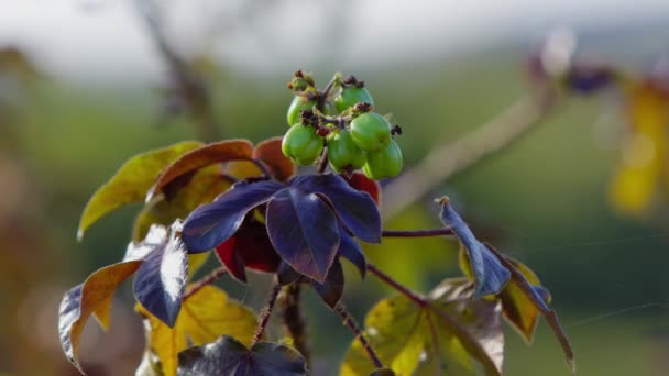 Bellyache Bush Plante Espèce Jatropha Gossypiifolia — Video