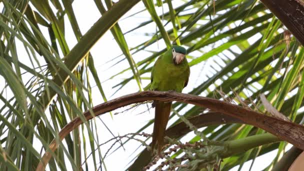 Vuxen Röd Skuldra Macaw Arten Diopsittaca Nobilis — Stockvideo