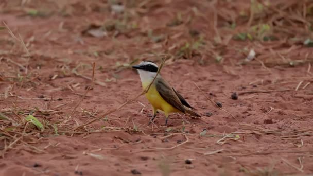 Animal Bird Great Kiskadee Species Pitangus Sulphuratus — Stock Video