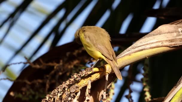 Felnőtt Szarvasmarha Tyrant Bird Species Machetornis Rixosa — Stock videók