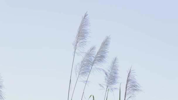 甘蔗花卉蔬菜与蓝天的特写 — 图库视频影像