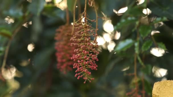 Flowering Plant Tree Species Mabea Fistulifera — Stock Video