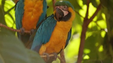 Yetişkin Mavi-Sarı Macaw