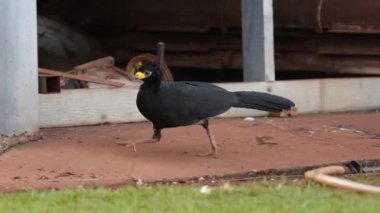 Crax fasciolata türünün Erkek Çıplak Yüzlü Curassow 'u