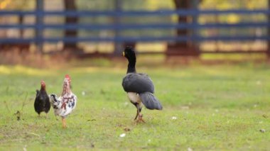Crax fasciolata türünün Erkek Çıplak Yüzlü Curassow 'u