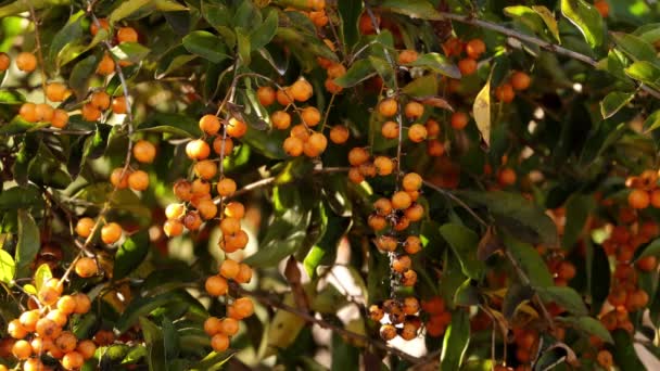 Skyflower Yellow Fruits Species Duranta Erecta — Stock Video