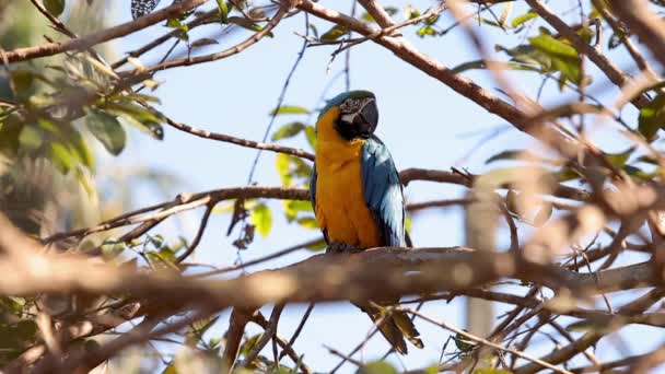 Дорослий Синьо Жовтий Macaw — стокове відео