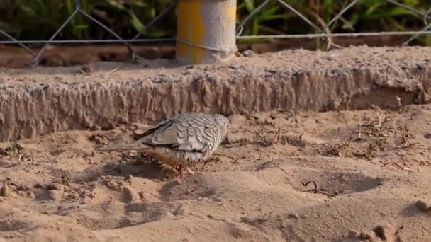 Scaled Dove Bird Species Columbina Squammata — Stock Video