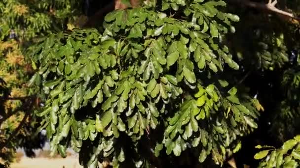 Closeup Green Foliage Tree Family Meliaceae — Stock Video