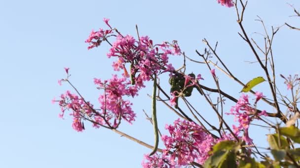 Roze Ipe Bloeiende Boom Van Het Geslacht Handroanthus — Stockvideo