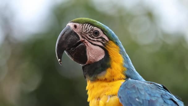 Vuxen Blå Och Gul Macaw — Stockvideo