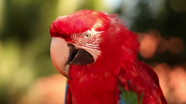 Dorosły Czerwony Zielony Macaw Gatunku Ara Chloropterus — Wideo stockowe