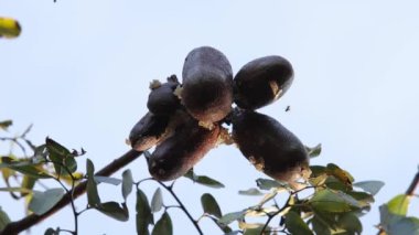Kokuşmuş ayak parmağı ağacı ve Hymenaea türünün meyveleri.